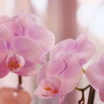 【胡蝶蘭のマナー】お花のギフトとしての胡蝶蘭の意味やマナーを紹介