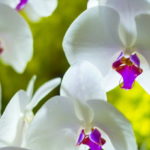 胡蝶蘭と呼ばれるお花の種類について知りたい！特徴と意味について